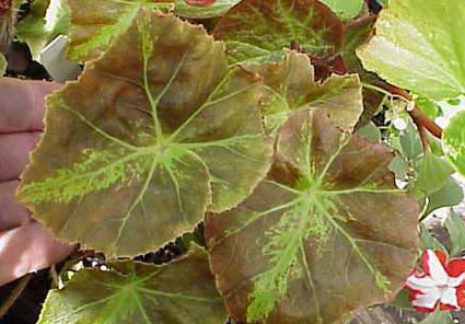 B. ‘Needham’